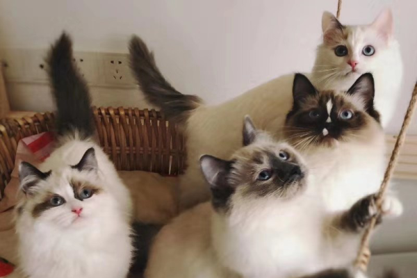 梦游猫的王国，解析梦见好多猫的神秘寓意-新乐天