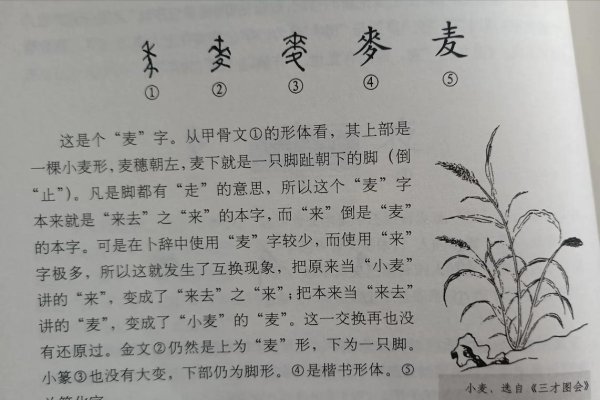 麦字书写与拼音解析，传承文化，精准表达-新乐天