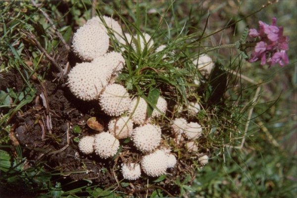 牛溲马勃与生肖的奇妙关联-新乐天