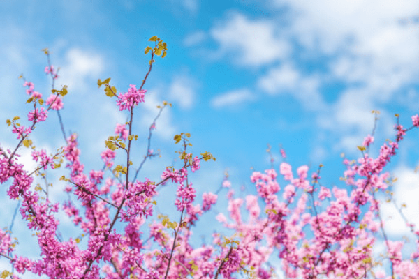 前程似锦，幸福家的生肖祈愿-新乐天