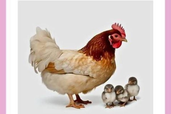 七零八落打一生肖—揭秘鸡的神秘面纱-新乐天