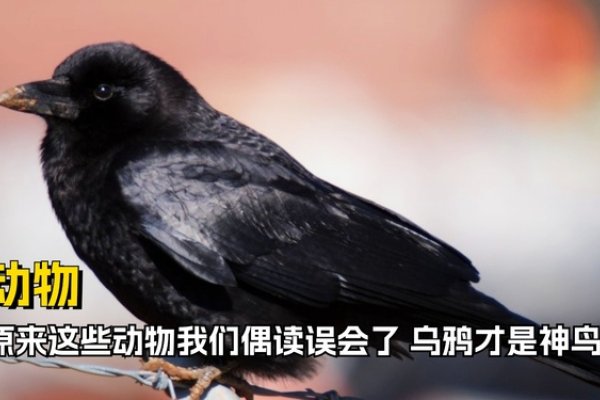 认贼作父的动物—乌鸦-新乐天