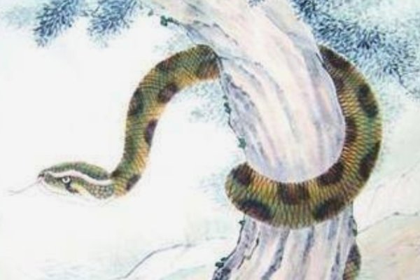 深藏不露的生肖—蛇-新乐天