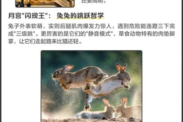 神出鬼没的动物—生肖探秘-新乐天