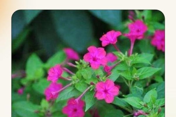 十大不吉利花,传统与迷信的交织-新乐天