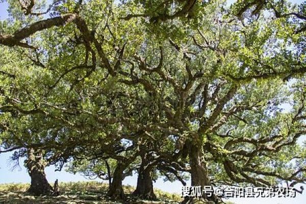 四大镇宅之树，自然与文化的和谐共生-新乐天