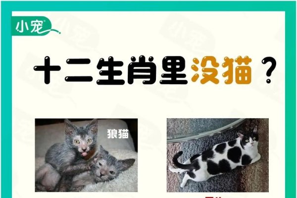 十二生肖无猫，文化认知与地理环境的影响-新乐天