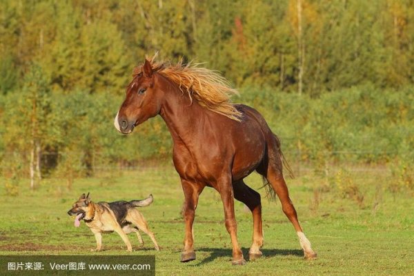 声色犬马打生肖，龙-新乐天