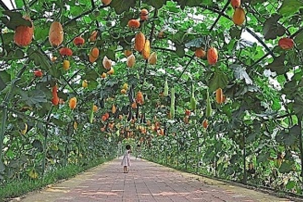 生态农业公司取名策略与探讨-新乐天