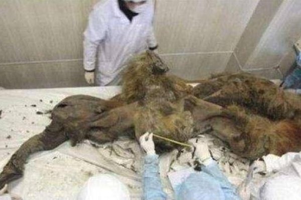 死鸡复活揭秘，梦境预兆与科学解释-新乐天