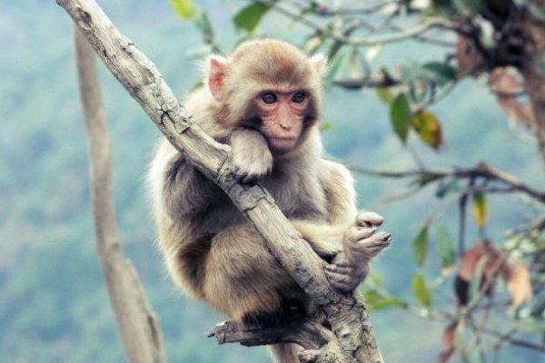 生肖猴出乖露丑-新乐天