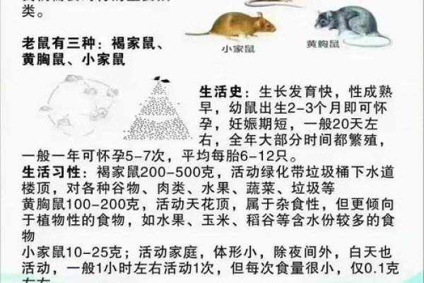 生肖鼠特性详解-新乐天