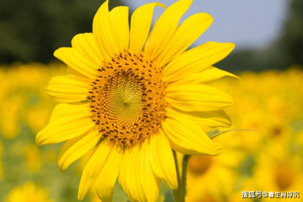 十里飘香与神秘生肖-新乐天