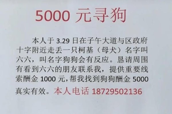 受宠若惊，谜底揭晓——狗-新乐天