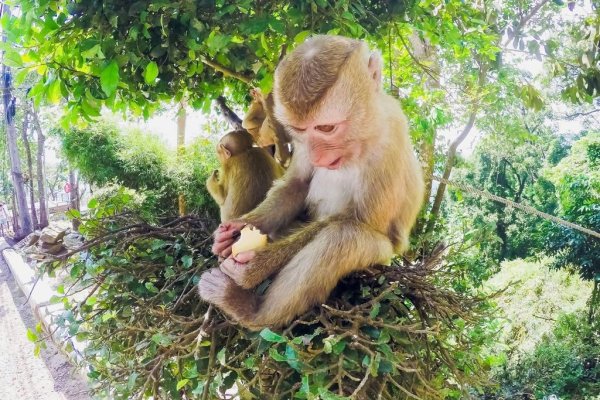 受宠若惊的生肖动物—猴-新乐天