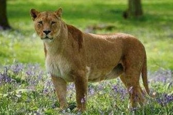 手疾眼快的动物打生肖—生肖蛇的独特魅力-新乐天