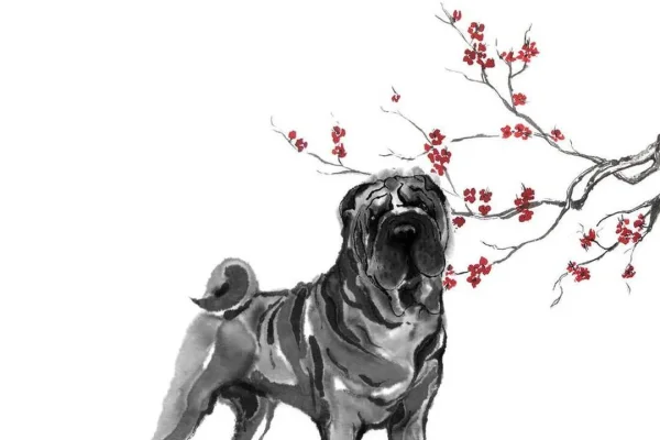 生肖中的忠心耿耿—狗-新乐天