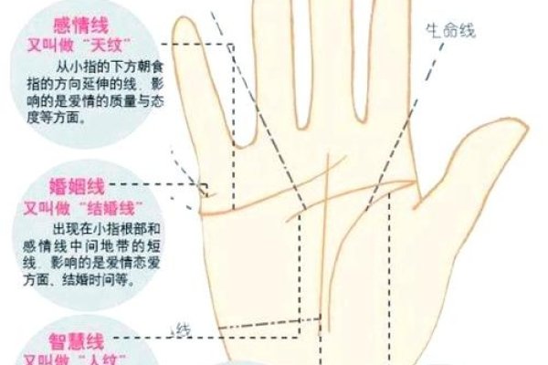 手相中的性别与手相解读,男左女右的传统与现代看法-新乐天
