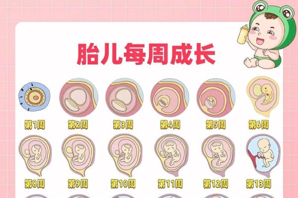 十月怀胎与生肖的奥秘-新乐天