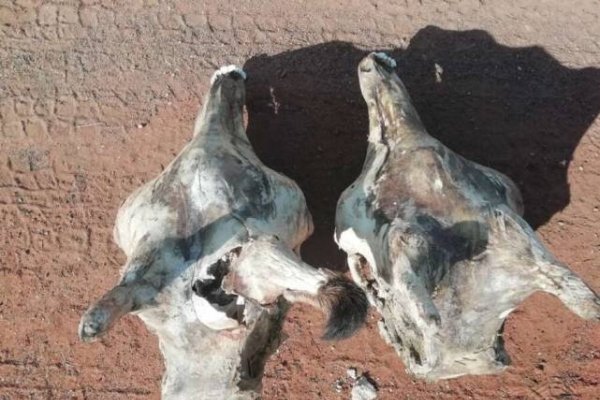 天打雷劈与生肖动物-新乐天