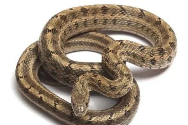 五花大绑打一生肖，答案揭晓，蛇！-新乐天