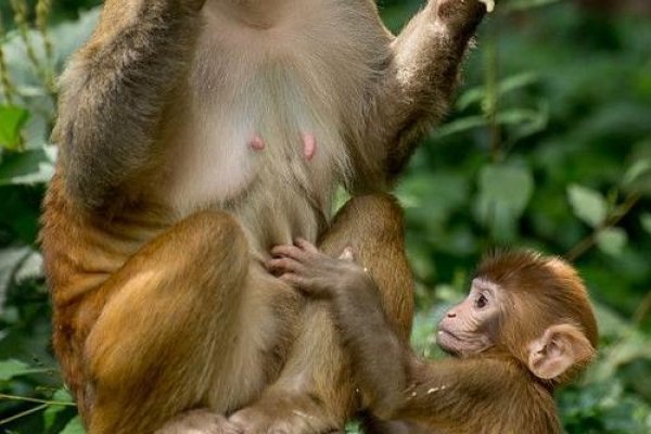 外强中干与生肖-新乐天