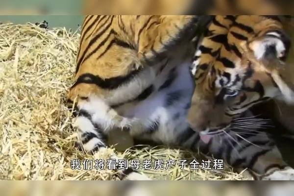 为什么虎年不宜生养孩子?-新乐天