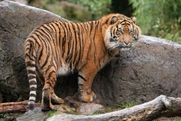 为何不建议生虎宝宝-新乐天