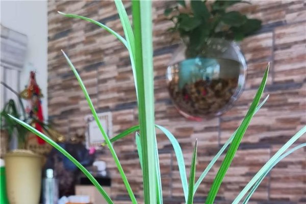 万紫千红中的生肖之谜-新乐天