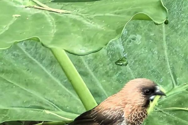 文质彬彬的动物—中华文鸟-新乐天
