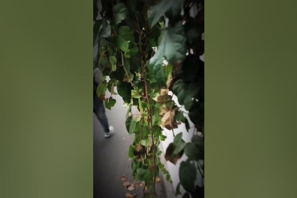 慌不择路生肖揭秘-新乐天