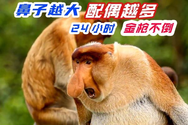 胆大包天—猴-新乐天