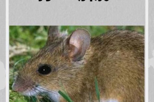 孤独愁苦打一生肖—解读生肖中的孤独之魂-新乐天