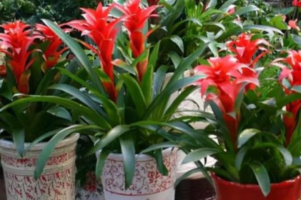 坟地栽树，人财两旺的吉祥之选-新乐天