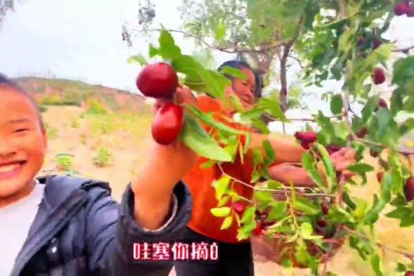 拾得枣，生活中的温暖与治愈-新乐天