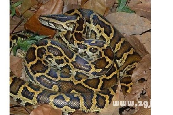 孕妇梦见大蟒蛇，梦境的解读与预示-新乐天