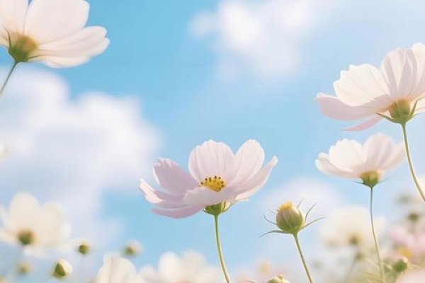 绽放美丽，追寻幸福的全集-新乐天