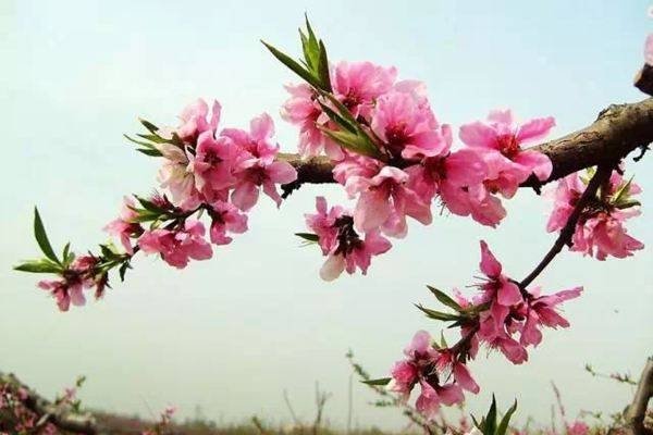 桃花初开映生肖—春光烂漫映猴年-新乐天