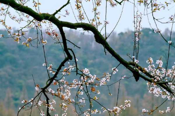 杏花春雨映生肖—兔-新乐天