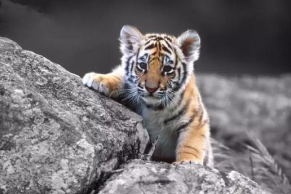 属虎的几月出生最为吉祥-新乐天