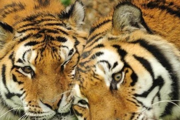 属虎的最佳配对属相-新乐天