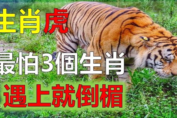 属虎的最怕的三个生肖-新乐天