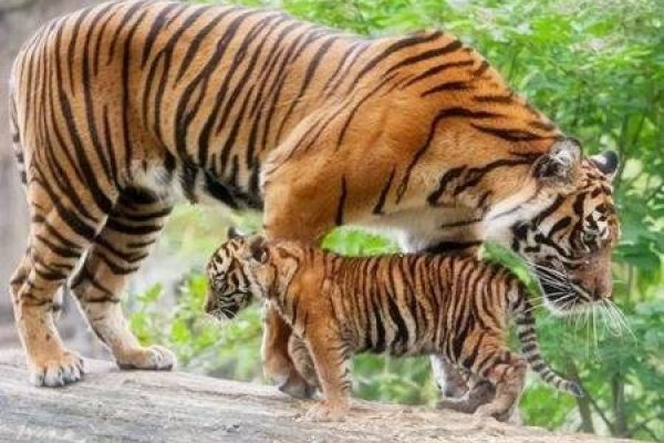 属虎人忌讳的农历出生月份-新乐天