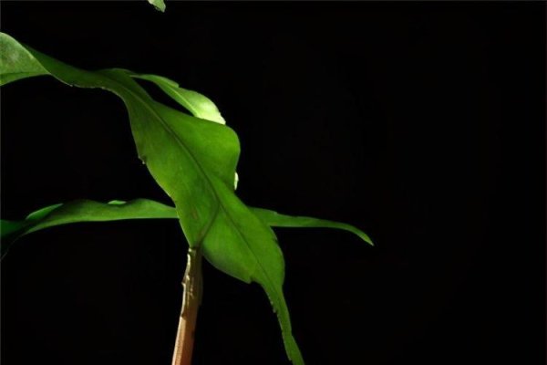 昙花一现与生肖之谜-新乐天