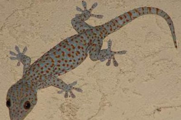 壁虎在家中出现的征兆，解读背后的文化象征与生态意义-新乐天