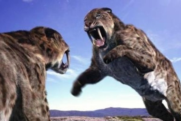 悬剑空垄之下的神秘动物—探秘剑齿虎的传奇-新乐天