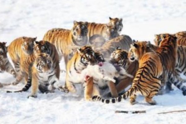 攀龙附凤生肖，龙-新乐天