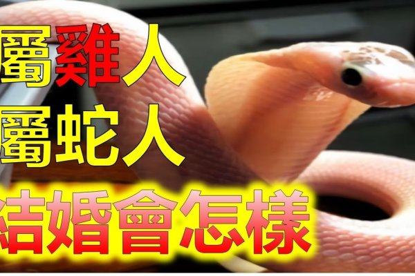 攀龙附凤生肖谜底，蛇与鸡，或牛（依年份定）-新乐天