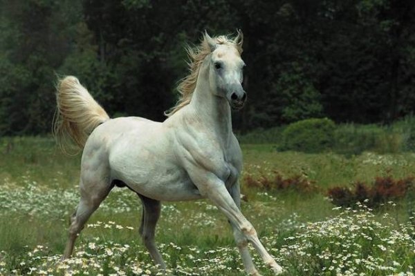 属马的出生年份表-新乐天