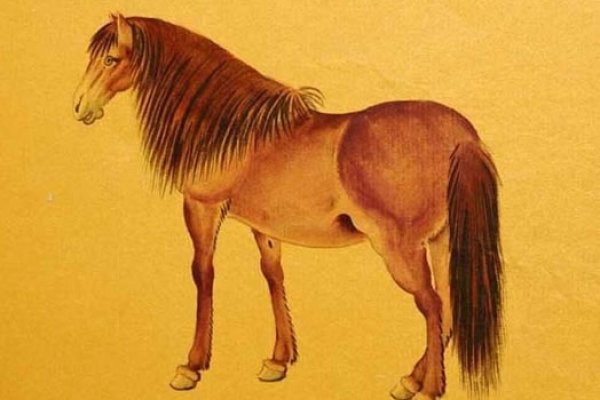 属马人在2018年的运势及运程-新乐天